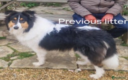 Mixed Breed dogs for sale: Beautiful three quarter Rough collie puppies  - Image 10