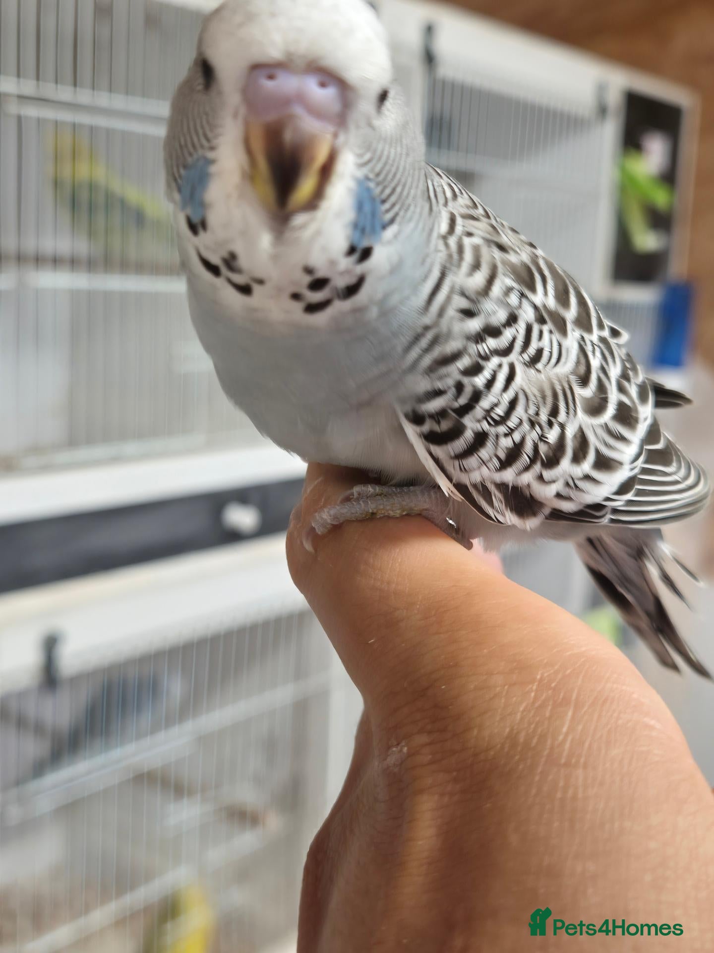 Budgerigars birds BIrds available Pet, breeding or tamed - Advert 1