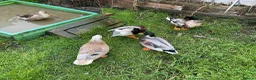 Ducks poultry for sale: 6 Miniature Apple yard hatching eggs - Advert 6