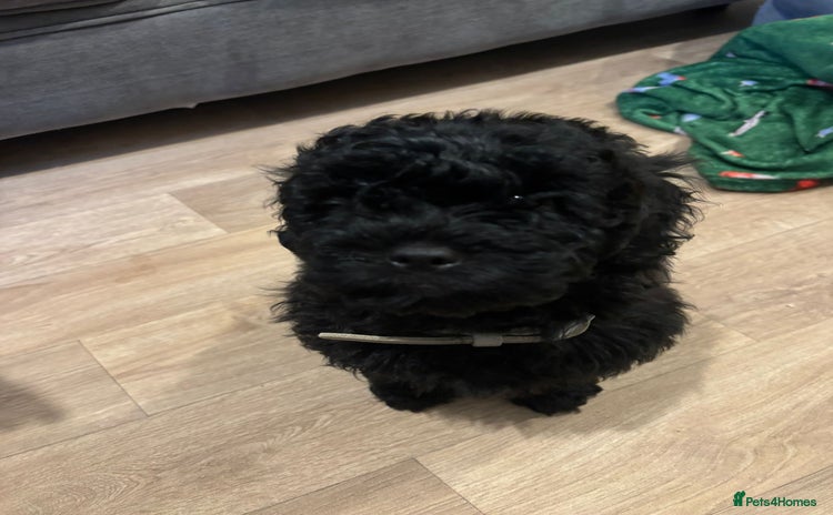 Shihpoo dogs Shihpoo puppy - Advert 1