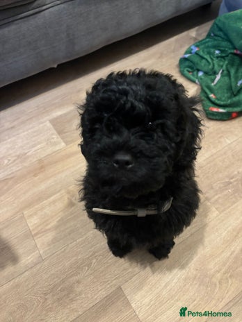 Shihpoo dogs Shihpoo puppy - Advert 3