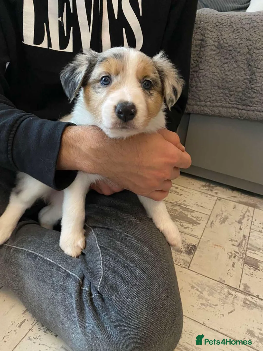 Border Collie dogs for stud: Stunning Tri Merle DNA tested and proven. in Ripon - Advert 8