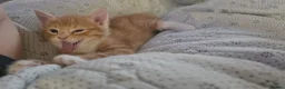 Mixed Breed cats for sale: Kittens looking for new home in Leigh - Advert 28