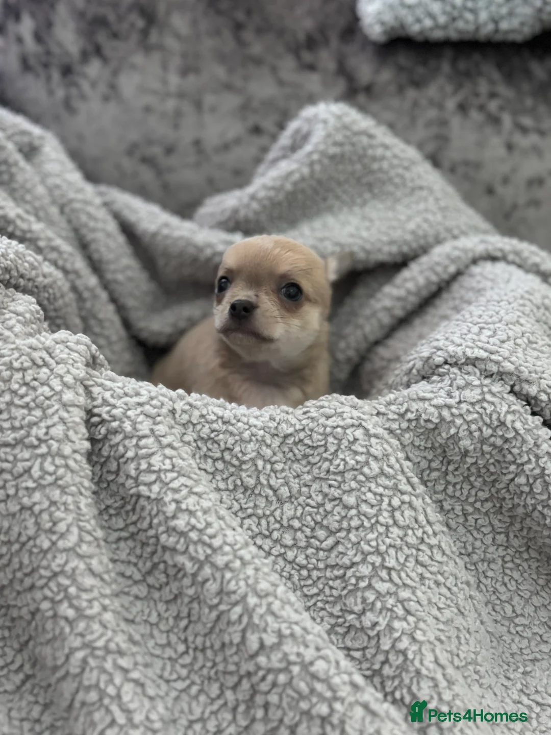 Chihuahua dogs for sale: Last boy KC REG chihuahua Champ/russian READY NOW - Advert 17