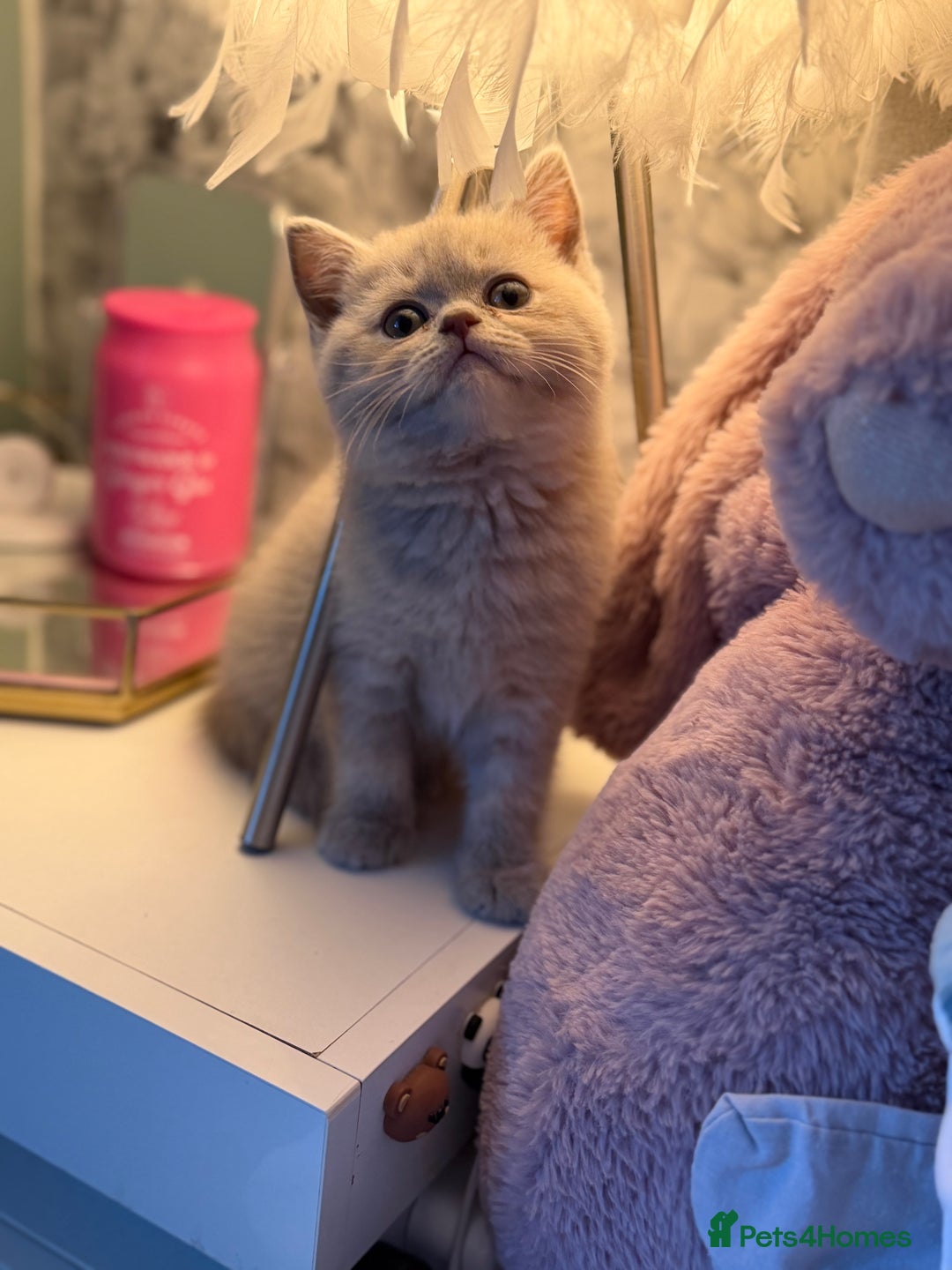 British Shorthair cats for sale: 3 Plush British shorthair kittens ❤️ - Advert 18