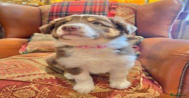 Border Collie dogs - Advert 9