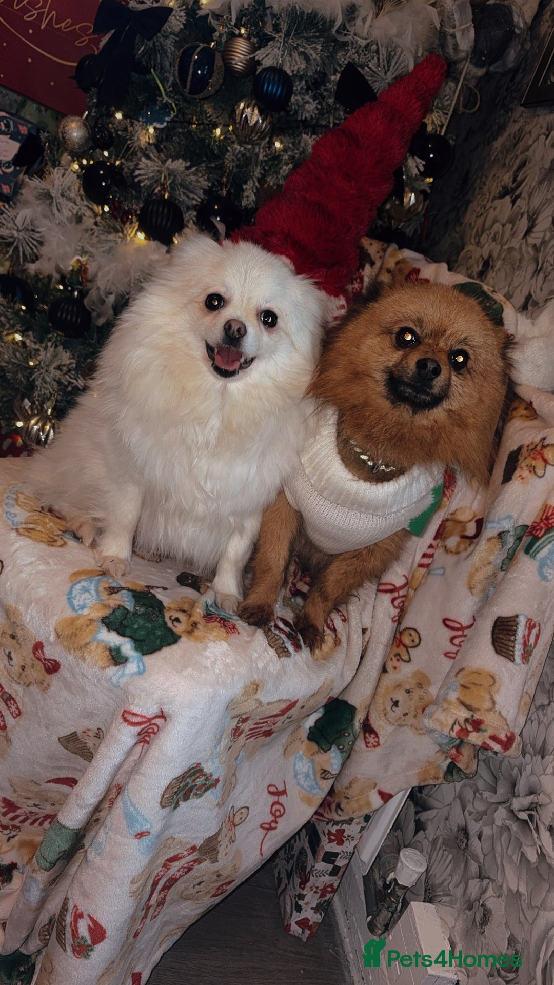 Pomeranian dogs for sale: Beautiful tiny Pomeranian puppies  - Advert 1