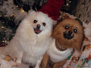 Pomeranian dogs Beautiful tiny Pomeranian puppies - Advert 1