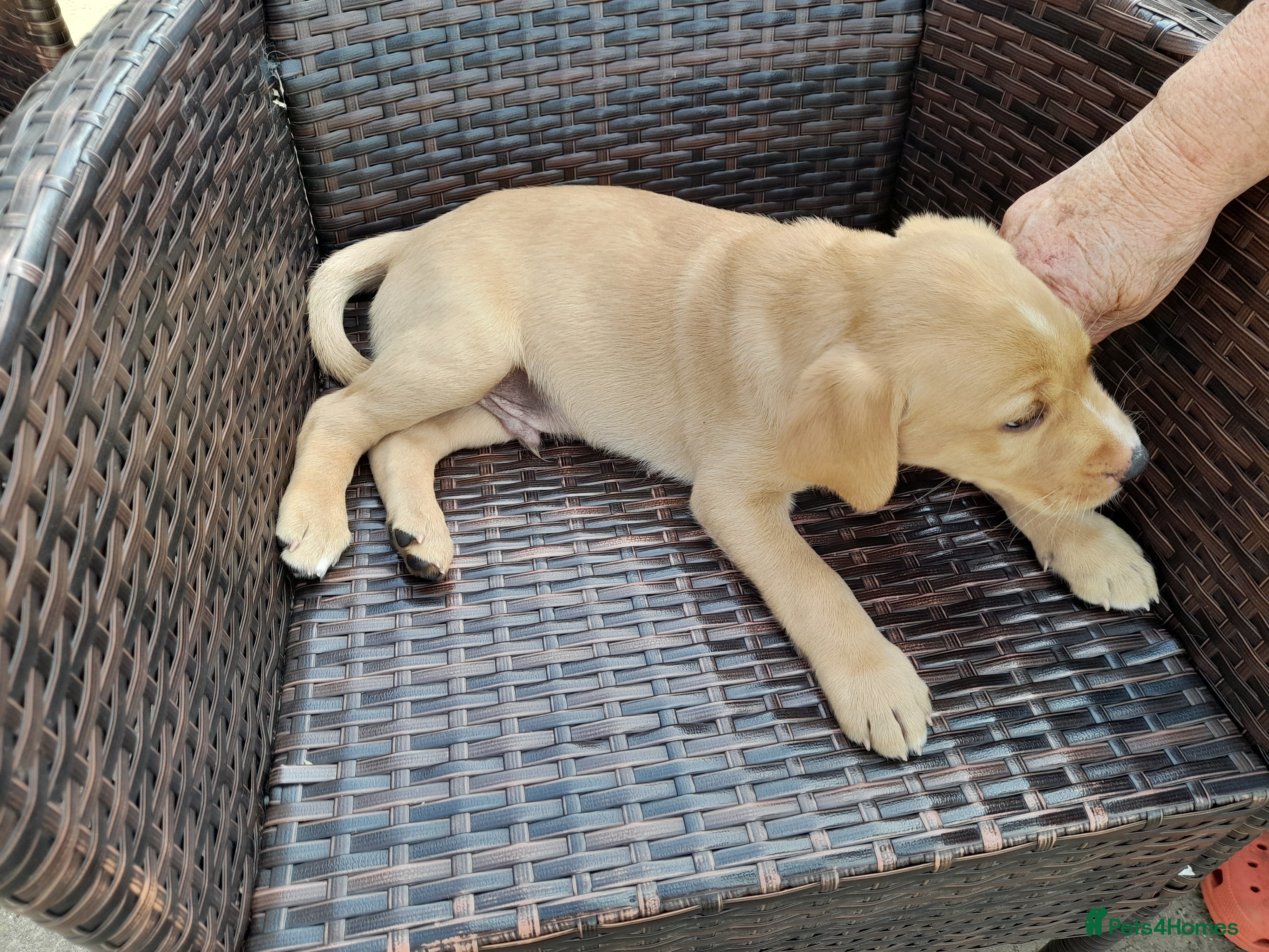 Labrador Retriever dogs for sale: Fox Red Labrador Puppies ready 05.06.26 - Advert 11