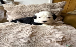 Mixed Breed dogs for sale: Golden Sheepadoodle Pups 3 Male 5 Female - Image 6