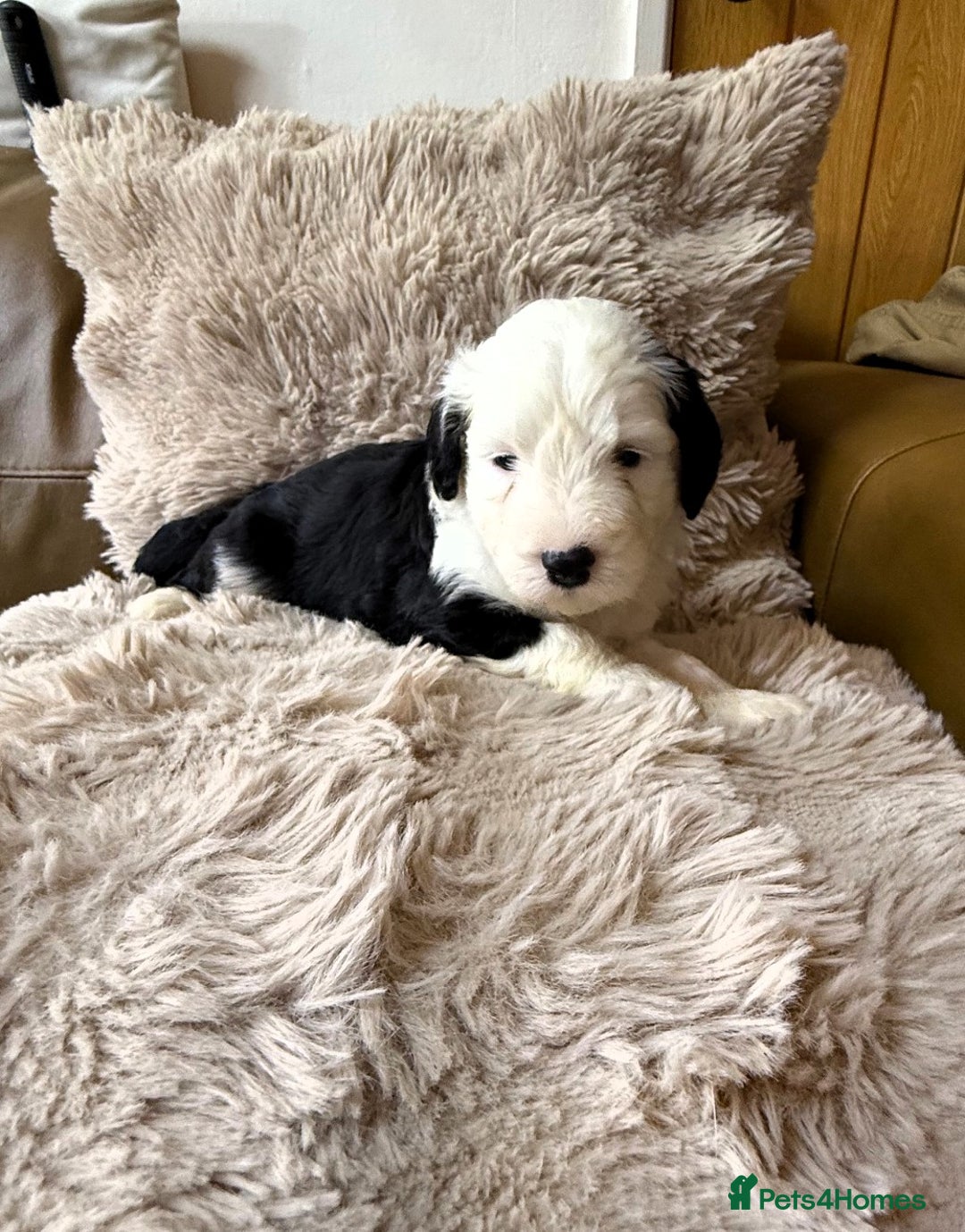 Mixed Breed dogs for sale: Golden Sheepadoodle Pups 3 Male 5 Female - Image 6