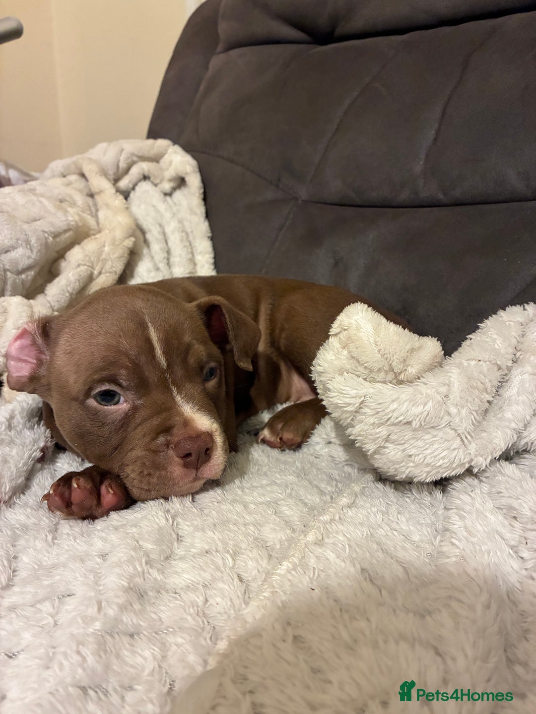 Mixed Breed dogs for sale: Pocket bully pup - Advert 3