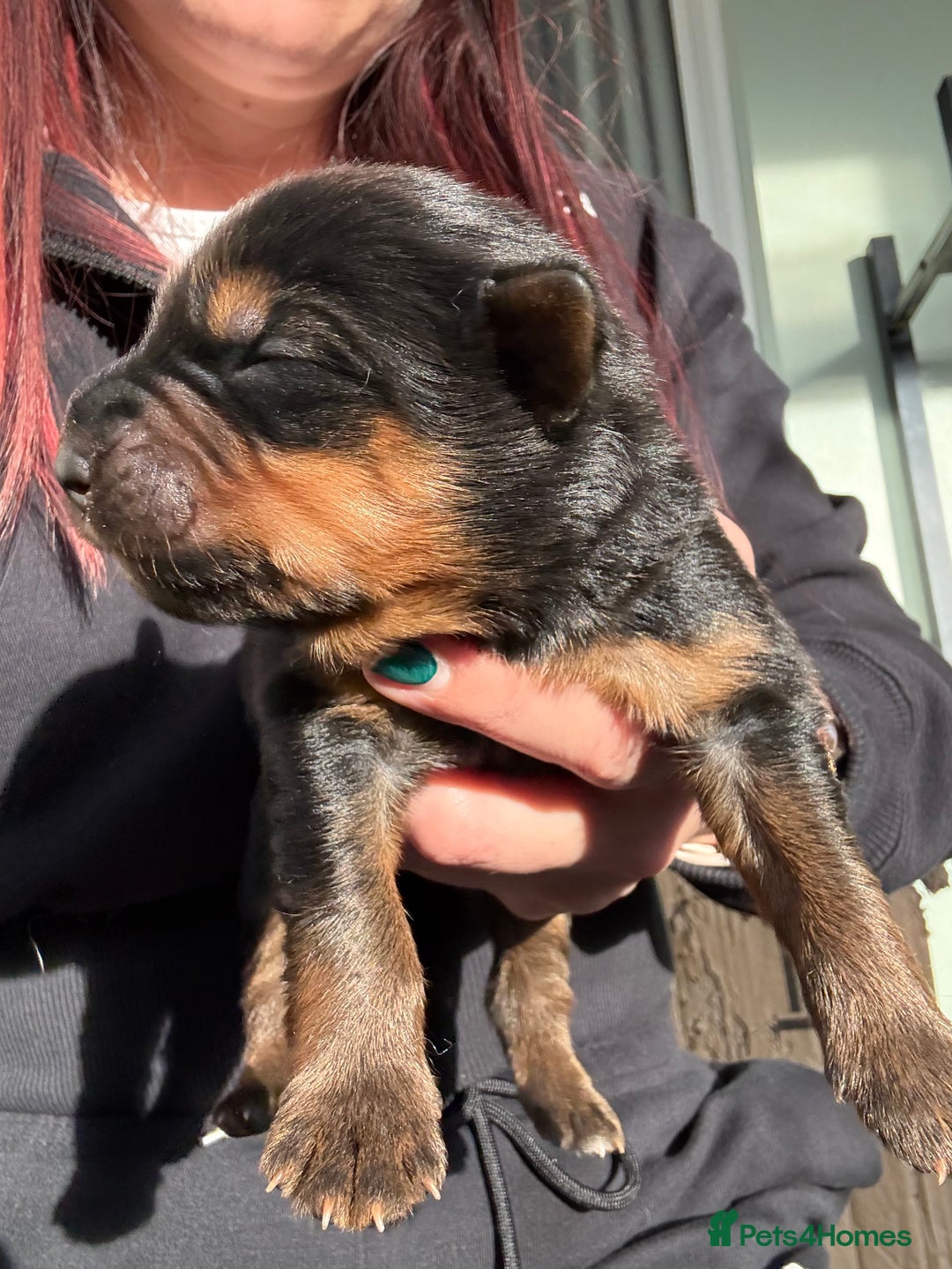 Mixed Breed dogs for sale: Shepweiler Puppies (GSD x Rottie) - Advert 11