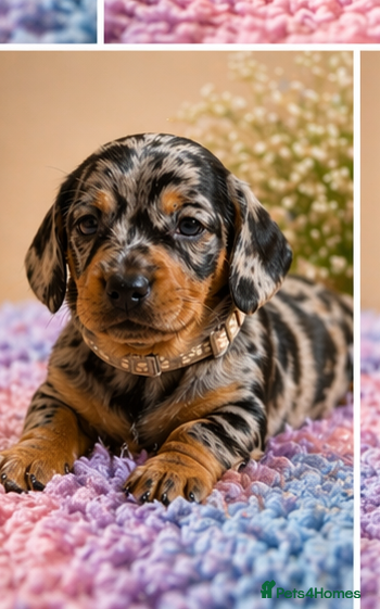 Miniature Dachshund dogs Miniature dashund for sale.  - Advert 1