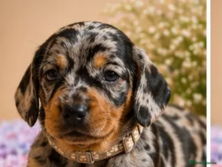 Miniature Dachshund dogs Miniature dashund for sale. - Advert 2