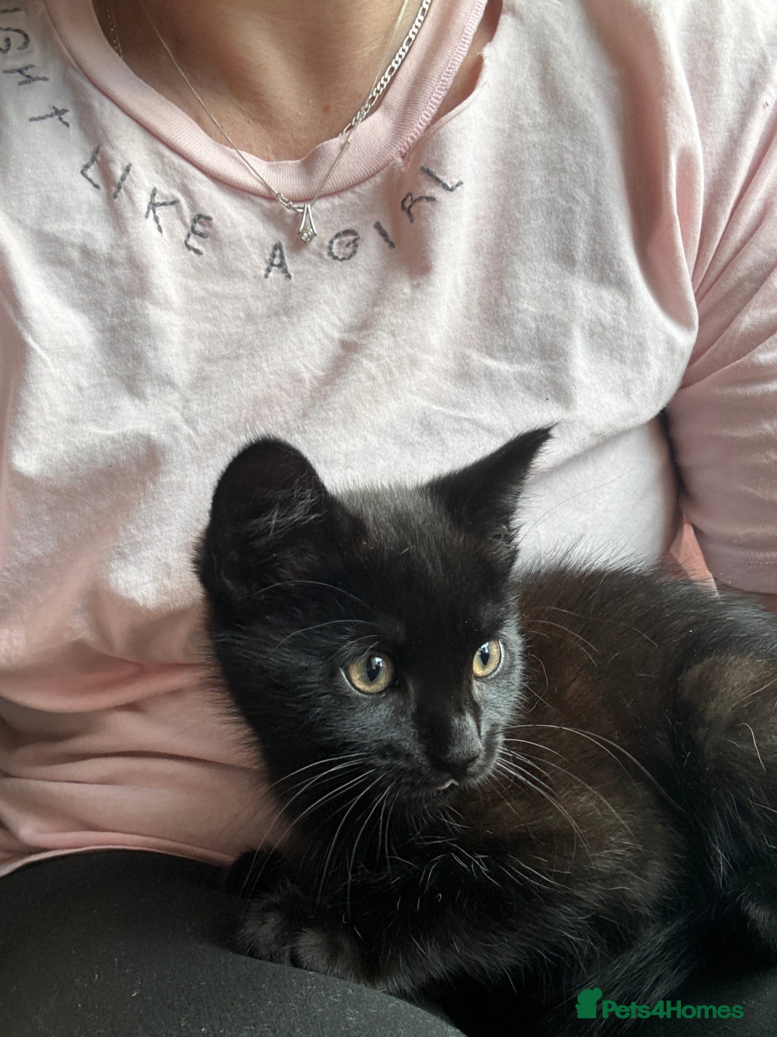 Mixed Breed cats Kittens - Advert 1