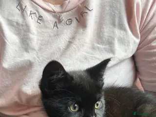 Mixed Breed cats Kittens - Advert 1