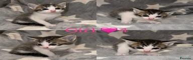 Mixed Breed Kitten 6