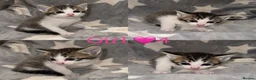 Mixed Breed cats for sale: GORGEOUS RAGDOLL CROSS💙💙open to offers - Advert 5