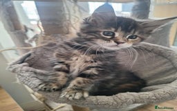 Maine Coon cats for sale: Maine coon kittens ready to leave! - Image 3