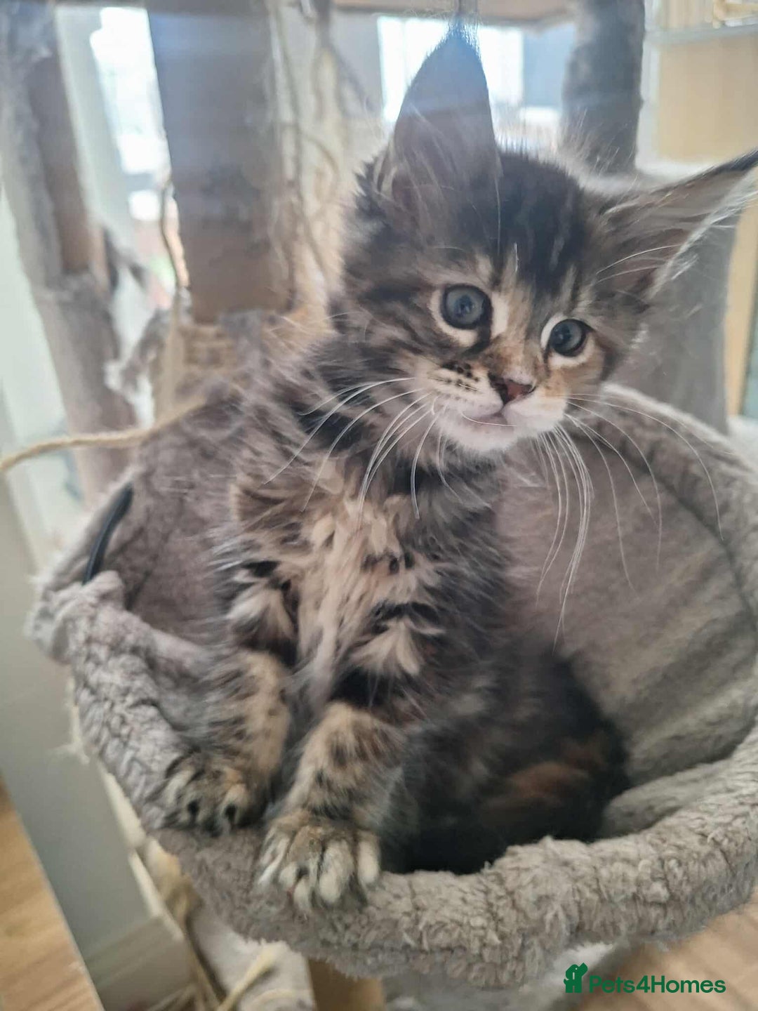 Maine Coon cats for sale: Maine coon kittens ready to leave! - Image 3