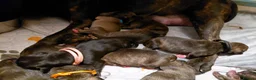 Mixed Breed dogs for sale: Staffy x whippet puppies in Uckfield - Advert 5