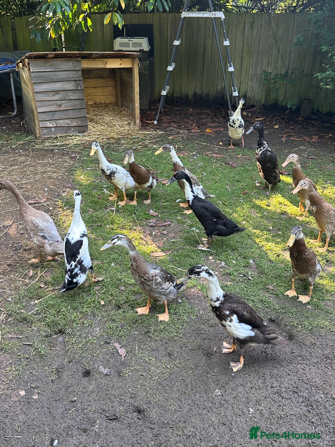 Ducks poultry for sale: Runner Ducks  - Image 5