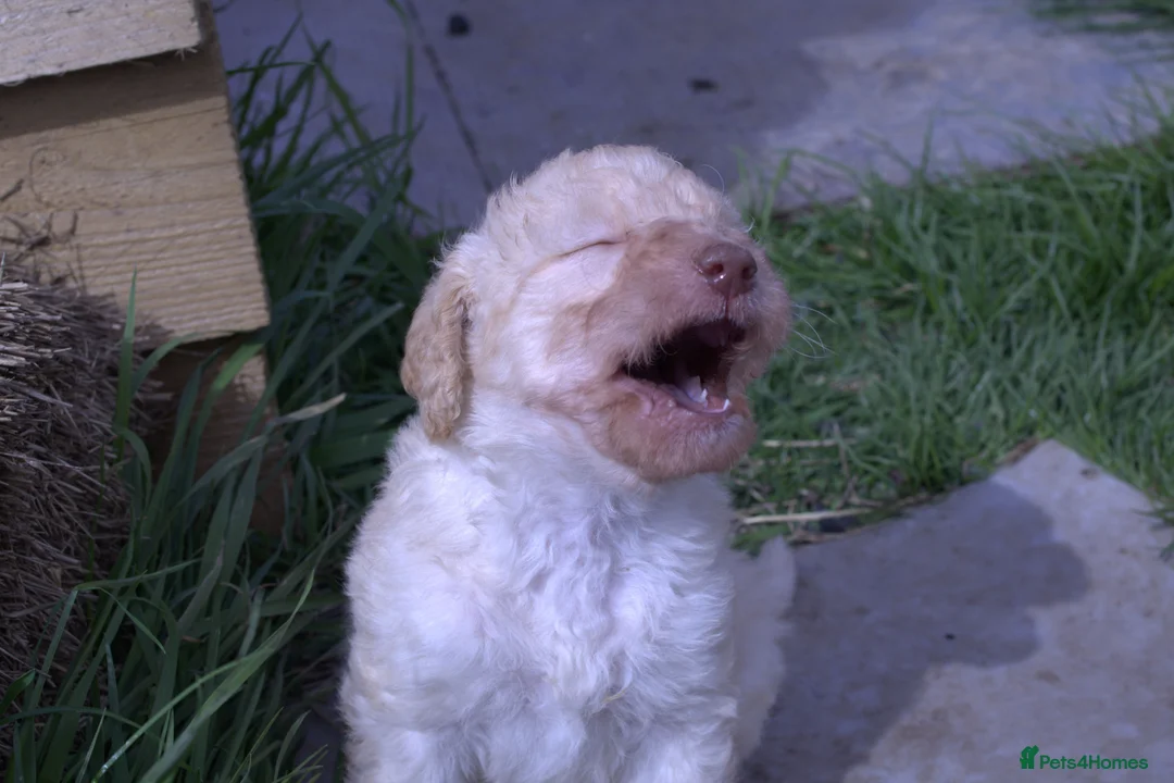 Labradoodle dogs for sale: Stunning F1b Standard Labradoodles Unique Parti - Advert 1