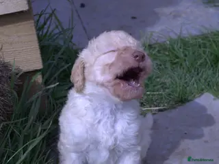 Labradoodle dogs Stunning F1b Standard Labradoodles Unique Parti - Advert 2