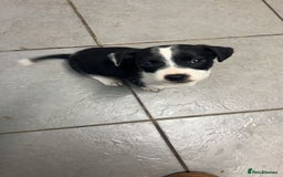 Mixed Breed dogs for sale: Adorable Jack Russell X Puppies - Ready Now - Image 10