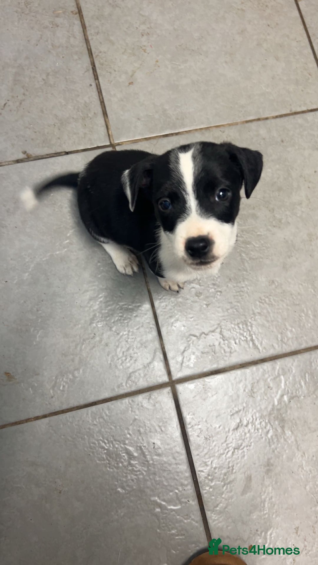 Mixed Breed dogs for sale: Adorable Jack Russell X Puppies - Ready Now - Image 10