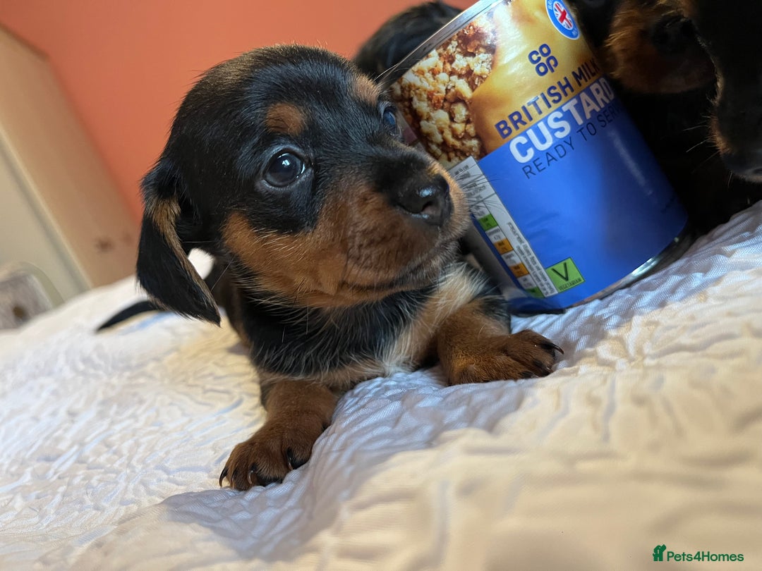 Mixed Breed dogs for sale: Adorable Dorkie puppies  - Image 6