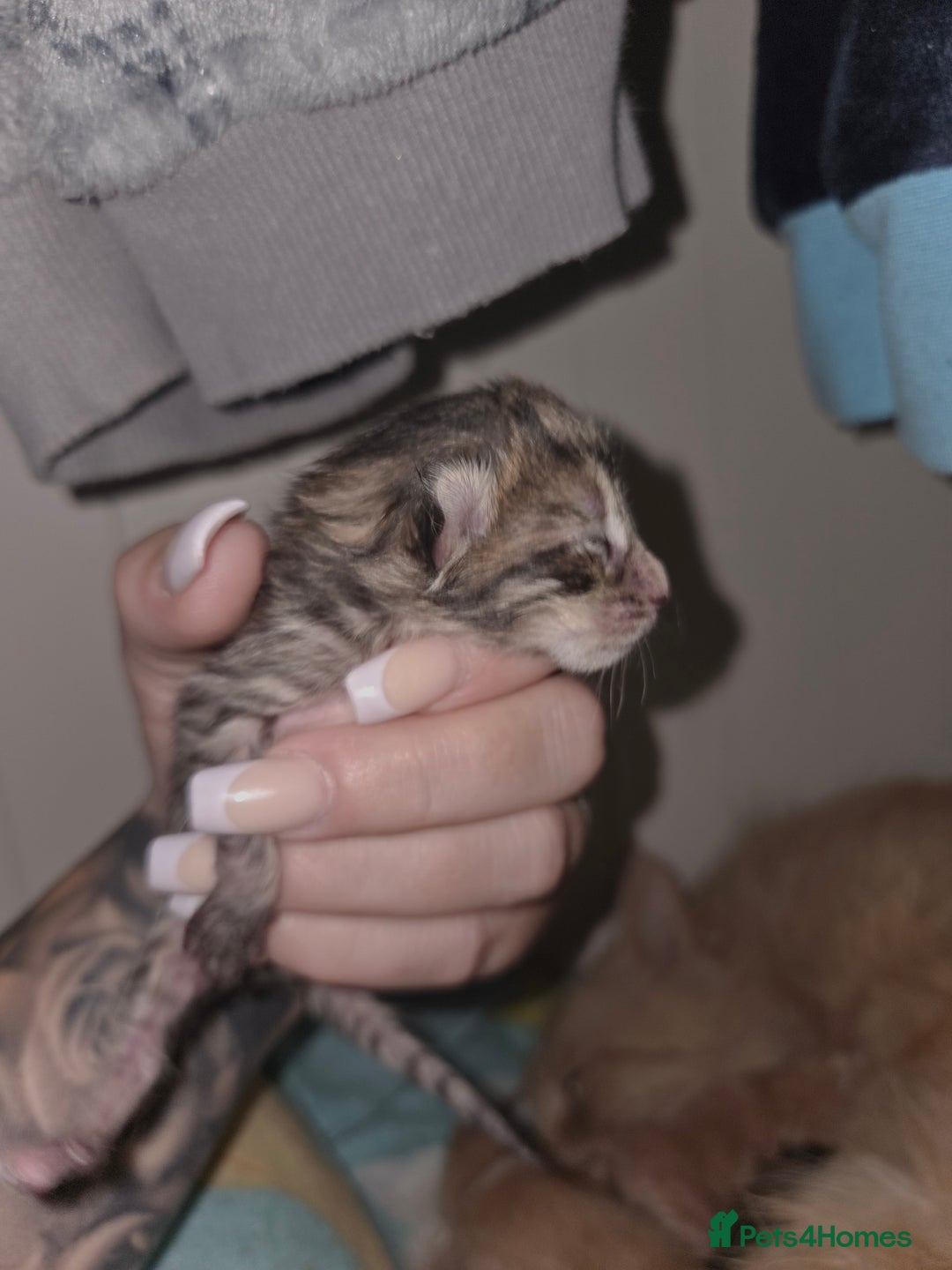 Mixed Breed cats for sale: Mixed breed kittens  - Image 4