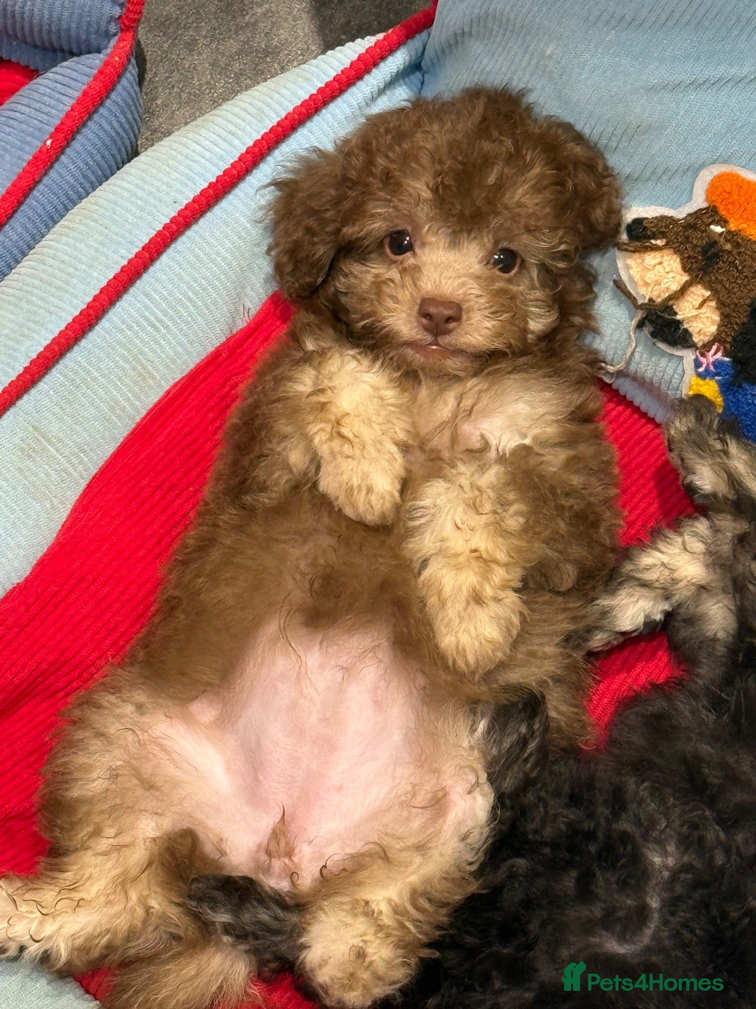 Toy Poodle dogs Asian Tiny Teddy Toy Poodles to Steal Your Heart  - Advert 2