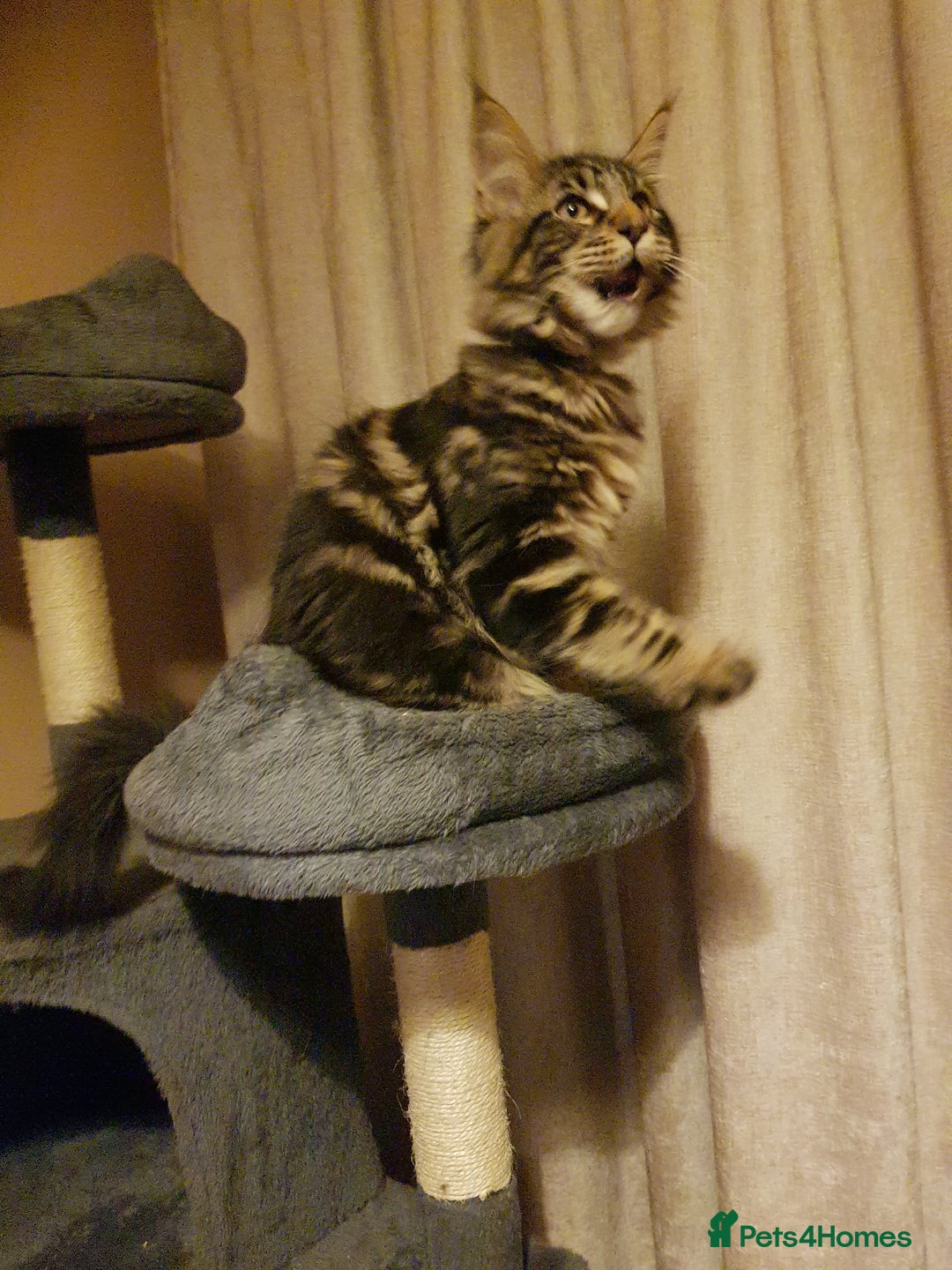 Maine Coon cats for sale: Maine coon kittens ready now  - Advert 6