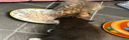 Bengal cats for sale: Kitten’s and mother are ready for there homes - Advert 19
