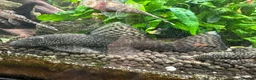 Plecos fish for sale: Breeding pair bristlenose plecos - Advert 1