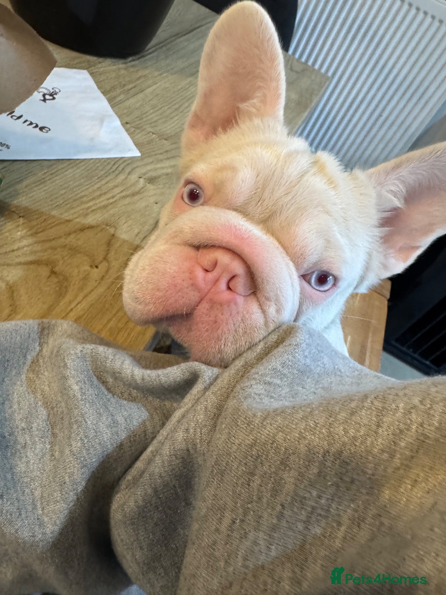 French Bulldog dogs Beautiful 1 year old boy looking for new home  - Advert 1