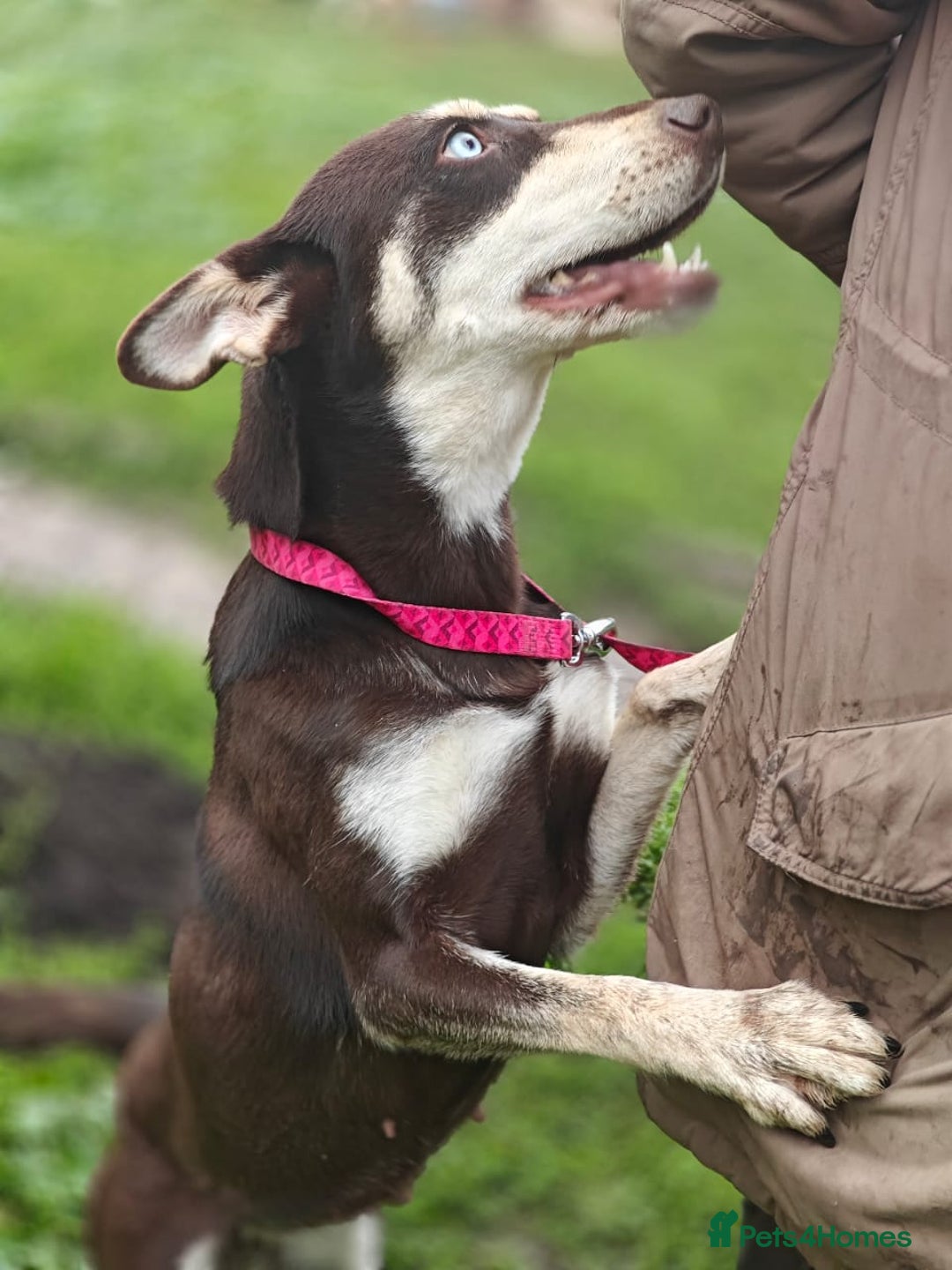 Mixed Breed dogs for adoption: ❤️Azara❤️: 3-year-old small-to-low-medium girl  - Advert 17