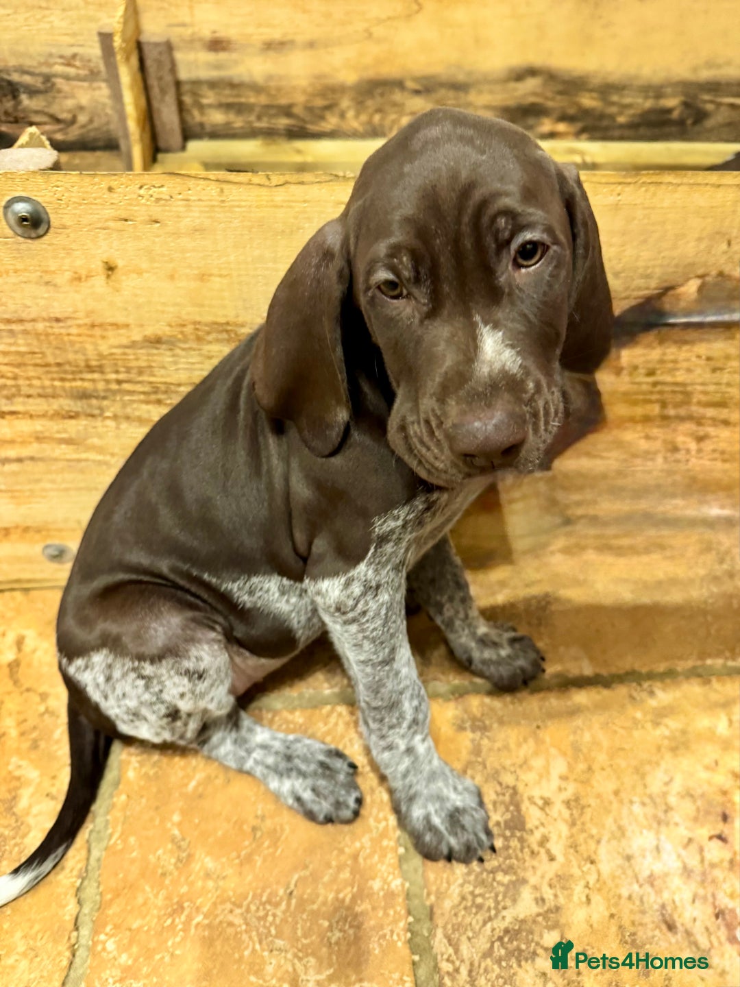 German Shorthaired Pointer dogs for sale: stunning German Shorthaired Pointer Pups  - Image 3