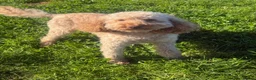 Miniature Poodle dogs for sale: KC registered miniature poodle  - Advert 4