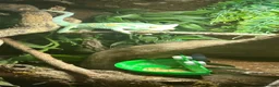 Chameleon reptiles for sale: Male chameleon friendly  - Advert 2