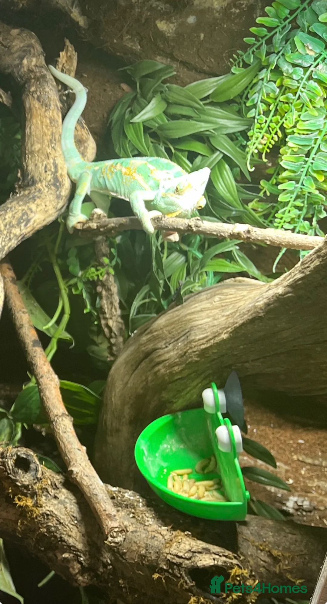 Chameleon reptiles for sale: Male chameleon friendly  - Advert 2