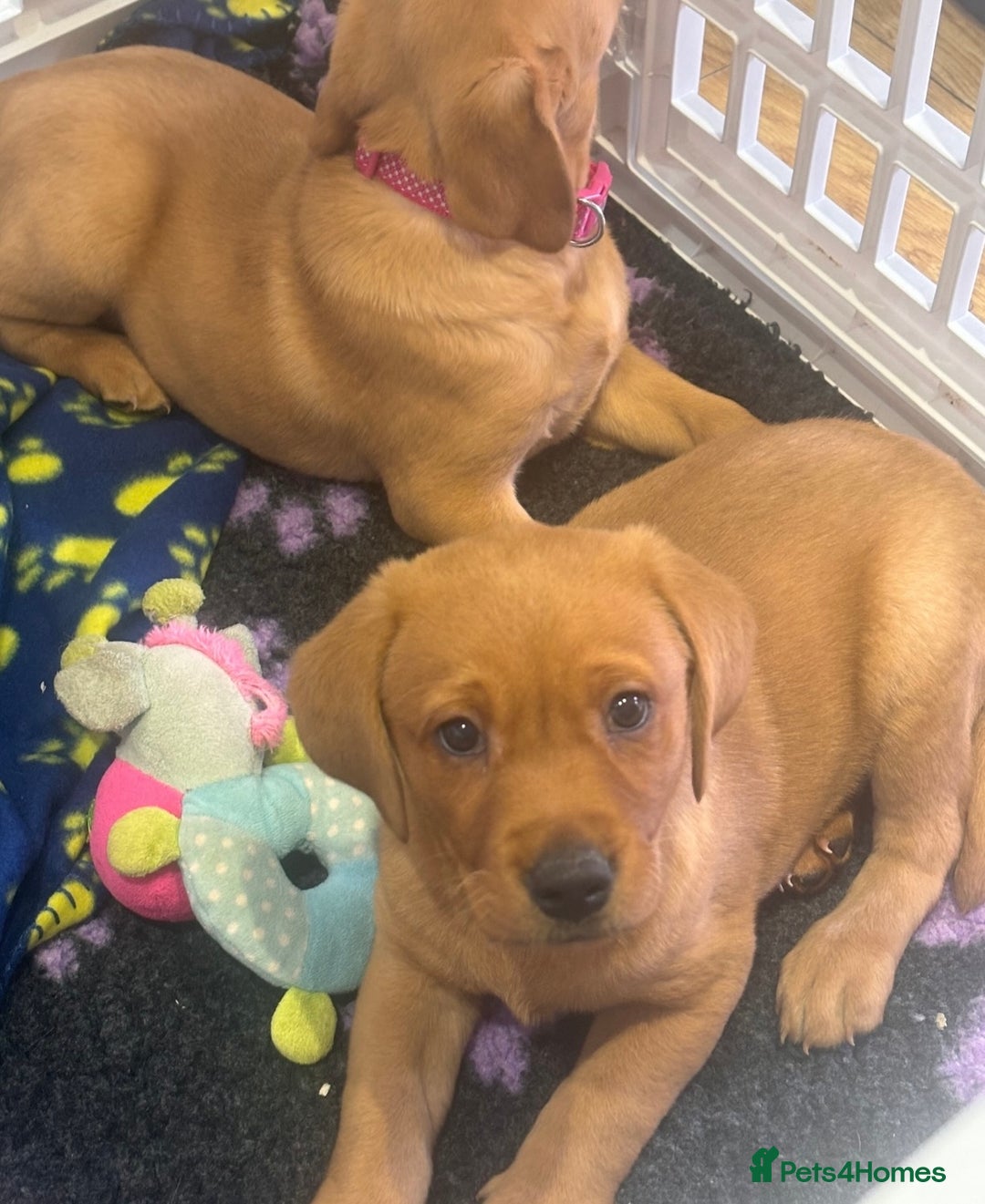 Labrador Retriever dogs for sale: Fox Red Working Type Labs  - Image 5