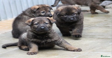 German Shepherd dogs - Advert 6