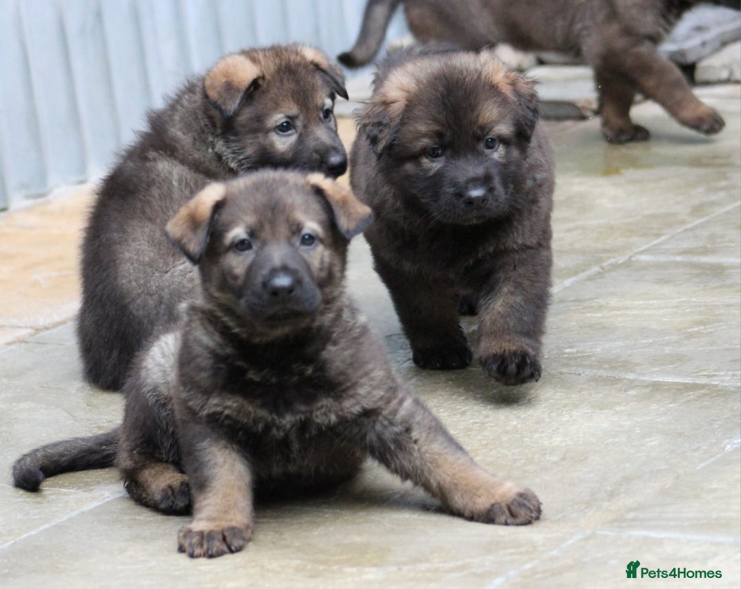 German Shepherd dogs for sale: TOP Quality German shepherd puppies  - Image 1