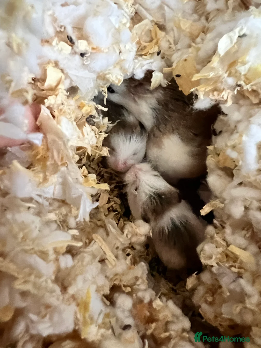 Hamster rodents for sale: Dwarf hamsters for sale 🙂 - Advert 2