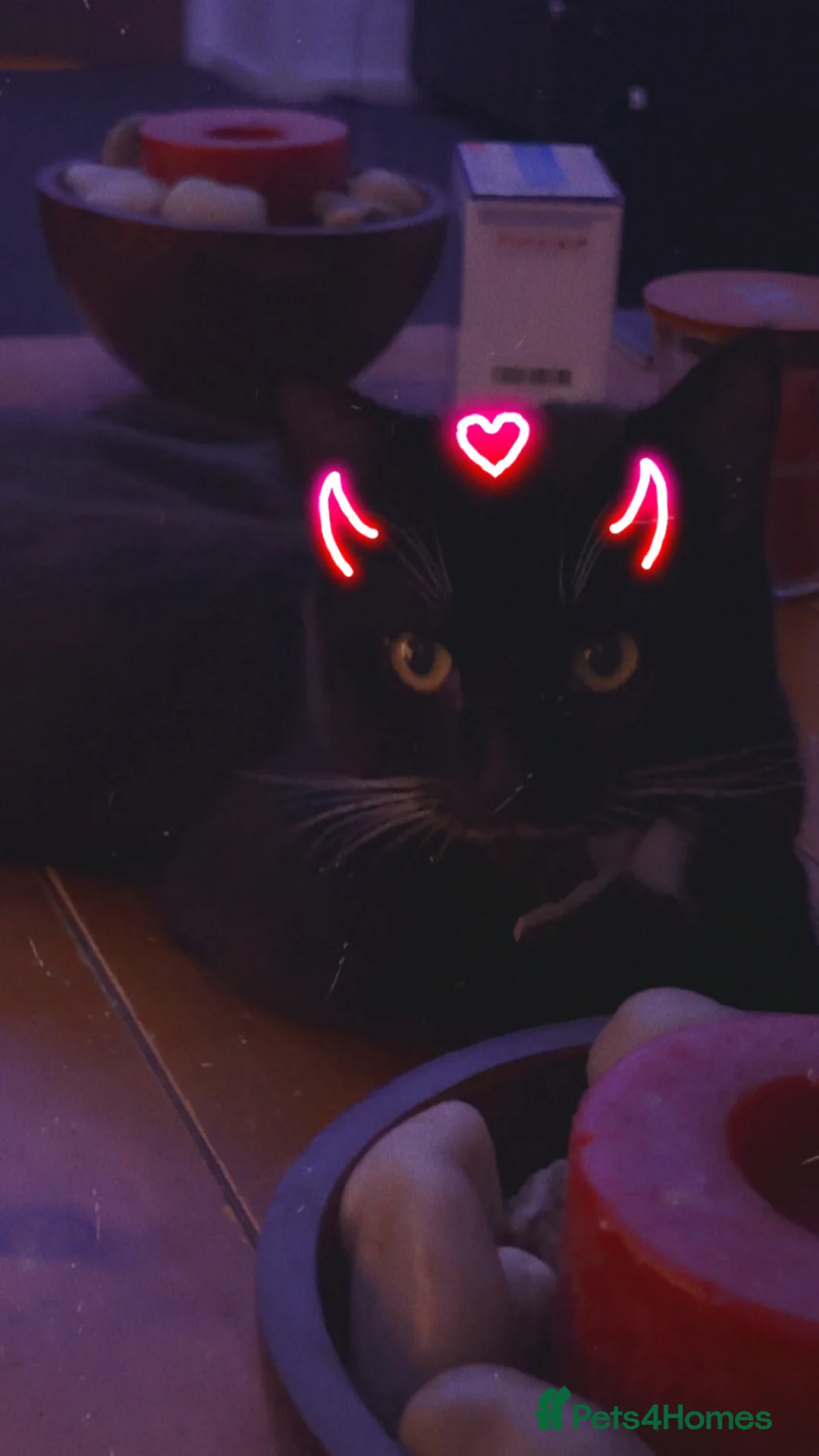 British Shorthair cats for sale: Cats for adoption  in Milton Keynes - Advert 2