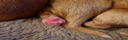 Cockapoo dogs for sale: READY NOW !! Stunning F1 female Cockapoo puppy  - Advert 14