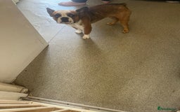 French Bulldog dogs for sale: Frenchie needs a new home as lonley - Image 5